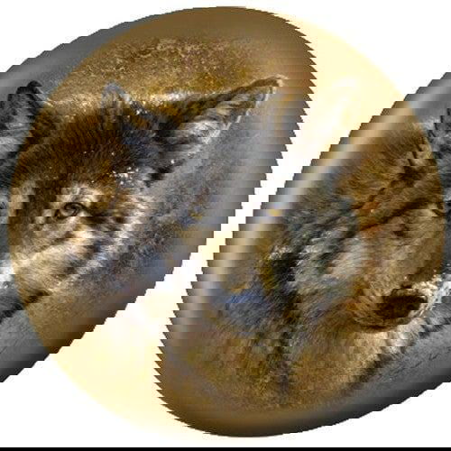 OnTheBallBowling Nature Timber Wolf Bowling Ball - BowlersParadise.com