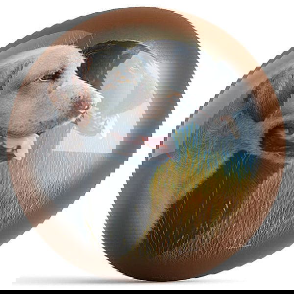 Ontheballbowling Hunting Companions Bowling Ball By Kevin Daniel - BowlersParadise.com