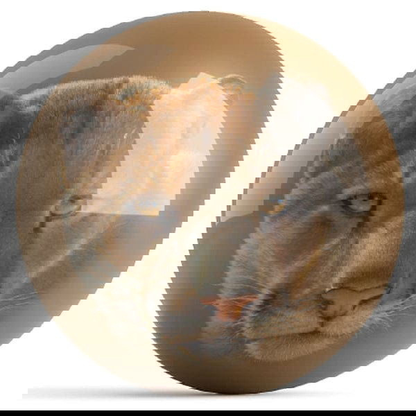 Ontheballbowling Mountain Lion Bowling Ball By Wild Wings - BowlersParadise.com