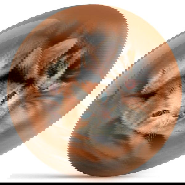 Ontheballbowling Three Kittens Bowling Ball By Wild Wings - BowlersParadise.com